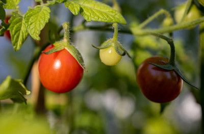 sabuja tomato Seed(55 per packet)
