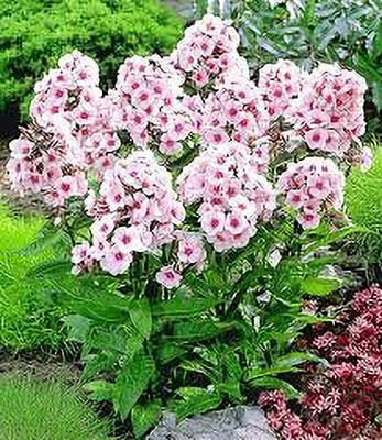 XOLDA Exotic phlox twinkle Seed(20 per packet)