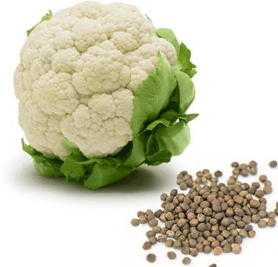 WILLVINE VNR -III High Germination for Cauliflower[10g, 3000 Seeds] Seed(3000 per packet)
