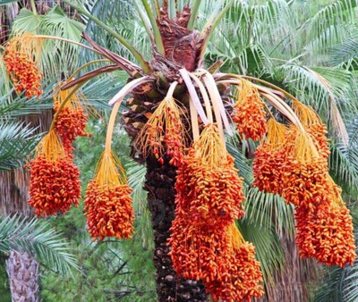 Aywal Date palm/khajur Seed(20 per packet)