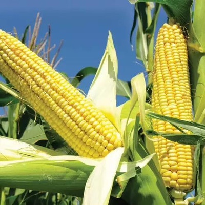 Aywal Yellow Sweet Corn Seeds / Best quality Seed(750 per packet)