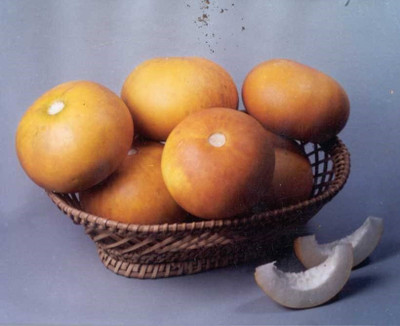 CYBEXIS NBIR-76 - Muskmelon high yielding variety Arka Jeet - (1350 Seeds) Seed(1350 per packet)