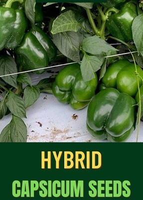 CYBEXIS GBPUT-44 - Capsicum | Bell Pepper| Shimla Mirch Green - (150 Seeds) Seed(150 per packet)