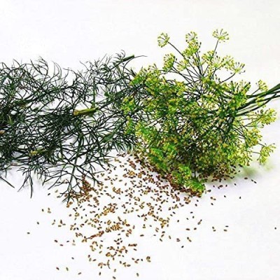 CYBEXIS LX-81 - Dill Dukat Herb - (250 Seeds) Seed(250 per packet)