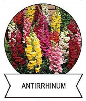 CYBEXIS Antirrhinum Flower Seeds-50 Seeds Seed(50 per packet)