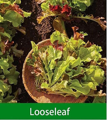 CYBEXIS Loose Leaf Lettuce 4000 Seeds Seed(4000 per packet)
