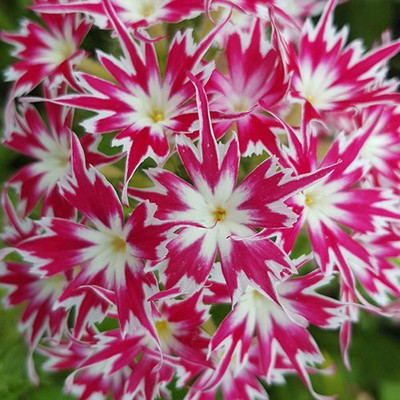 CYBEXIS Phlox Farmer Mix Flower Seeds Seed(50 per packet)