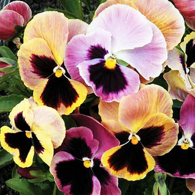 CYBEXIS Mixed Pansy F1 Super Majestic Giants Seeds Seed(50 per packet)