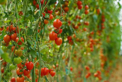 JimLax tomato Seed(150 per packet)