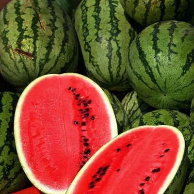 Quentova Super sweet watermelon/तरबूज के बीज-KMT-8W Seed(100 per packet)