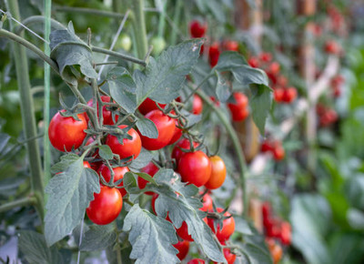 Beejam tomato Seed(135 per packet)