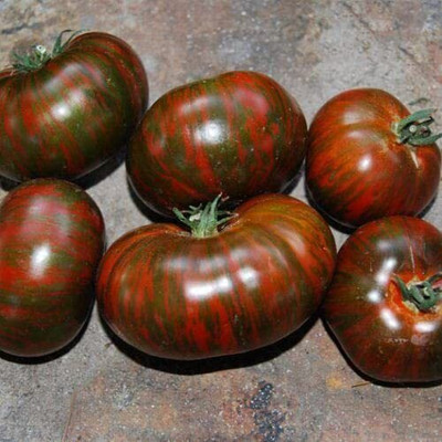 WILLVINE Zebra tomato Seed [10g, 3000 Seeds] Seed(3000 per packet)