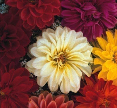 LPR DAHLIA Seed(10 per packet)