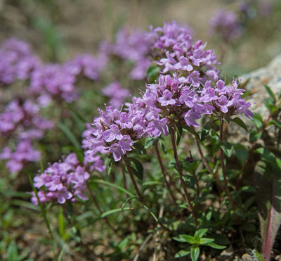 VibeX GBPUT-10 - Creeping Thyme Culinary Herb - (1350 Seeds) Seed(1350 per packet)