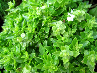 WILLVINE VXI-62 Basil Spicy Globe Bush Seed(1000 per packet)