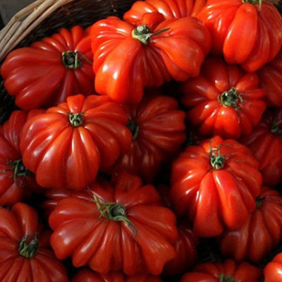 CYBEXIS Hybrid Sweet Tomato Seeds2000 Seeds Seed(2000 per packet)