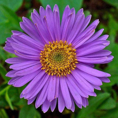 kranti farms aster Seed(30 per packet)