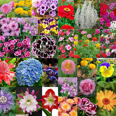 ibains All flower seeds combo biij 201 Seed(201 per packet)