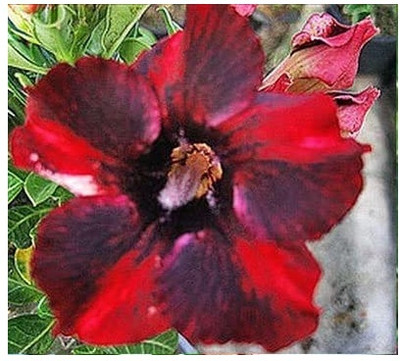 Qualtivate NDIR-633 Adenium Obesum Fresh Seeds Seed(30 per packet)