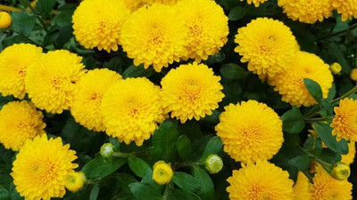AGRODAK marigold/gende ka phool flower seeds Seed(50 per packet)