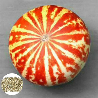 CYBEXIS Mini Pumpkin Seeds Rare Viable Fast-Growing 100 Seeds Seed(100 per packet)