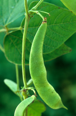 SUPRIKAM RUNNER BEANS/BROAD BEAN/SIM/HYBRID BEANS Seed(30 per packet)