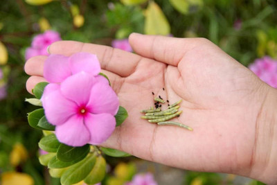 ibains Vinca mix seed Seed(12 per packet)