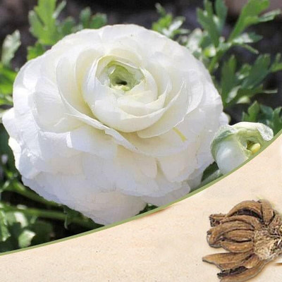 Aywal Imported Double Peony Ranunculus Flower Bulbs For Indoor/Outdoor Gardening Seed(8 per packet)