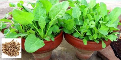 Aywal Spinach Seeds Hybrid, Palak, Palong Saag, Green Leafy Vegetable Seed(350 per packet)