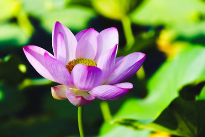 Alberts lotus,kamal gatta Seed(10 per packet)