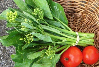 WILLVINE ROX -X Chinese Broccoli,Kai Lan,Gai Lan [25g] Seed(7500 per packet)
