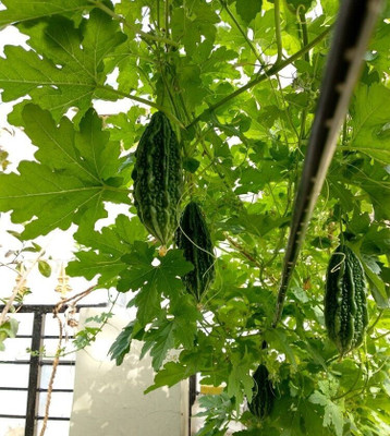 jkfarm Bitter Gourd, Uchchhe, Karela Seed(60 per packet)