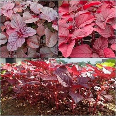 Qualtivate XXX-2A Hybrid Red Amaranthus Spinach Seed(300 per packet)