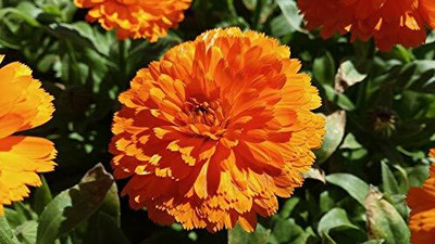 Aywal Hybrid Calendula Seed(40 per packet)