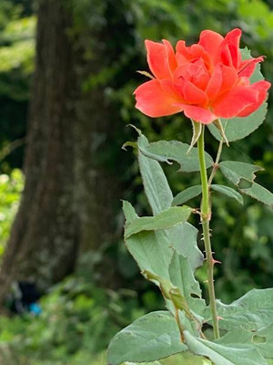 XOLDAA BALSAM FLOWER SEEDS Seed(30 per packet)