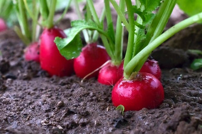 XOLDA Red round Radish Seed(15 per packet)