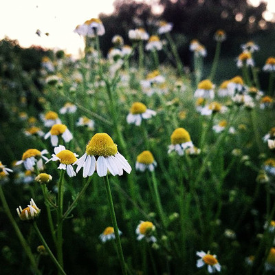 CYBEXIS PUAS-77 - Chamomile Roman Chamaemelum Nobile - (2250 Seeds) Seed(2250 per packet)