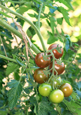 Phalfool tomato Seed(150 per packet)