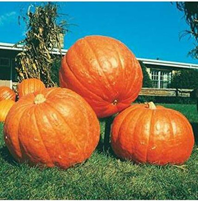 Qualtivate RES-4A BIG MAX PUMPKIN Seed(50 per packet)