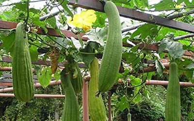 KANAYA Ridge Gourd Seeds - Jaipur Long Seed(10 per packet)