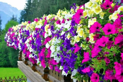 KANAYA Petunia Grandiflora Mix Seed(20 per packet)