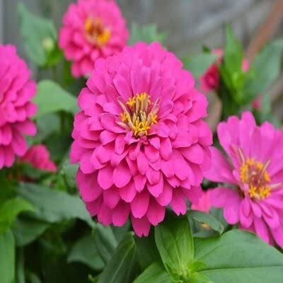 Qualtivate NBIR-299 Zinnia Double ‘Pink’ F1 Hybrid Flower Seeds Seed(25 per packet)