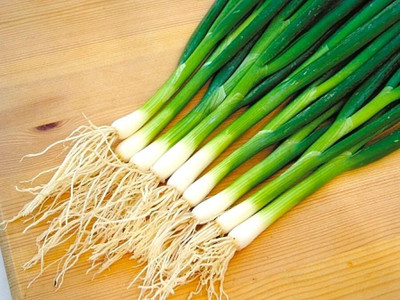 WILLVINE NKR -III Bunching Green Onions Scallions [2.5g] Seed(1500 per packet)
