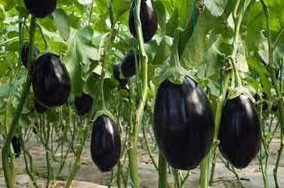 ACCELCROP Brinjal Round Improved Heirloom Vegetable Seed(400 per packet)