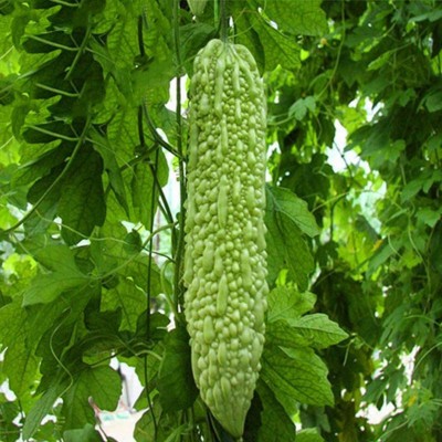 TRICONE Bitter Gourd Seed(100 per packet)