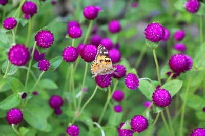 Quentova Gomphrena- Purple Flower-AJ-5M Seed(60 per packet)