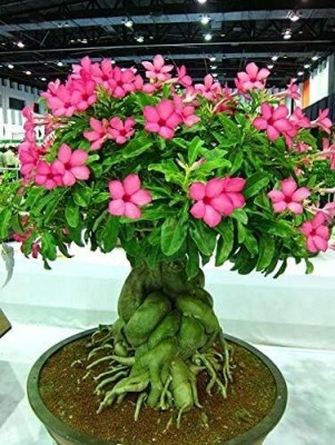 Qualtivate GUA-36 True Desert Rose Seeds Seed(30 per packet)