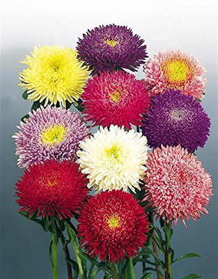 CYBEXIS Aster Pomponent Formula Mix Flower Seeds Seed(1 g)