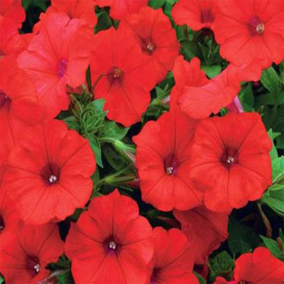 WHADE Petunia red flower Seed(70 per packet)