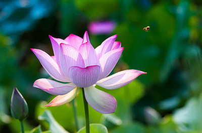 SANGEETS COLLECTION lotus,kamal gatta Seed(11 per packet)